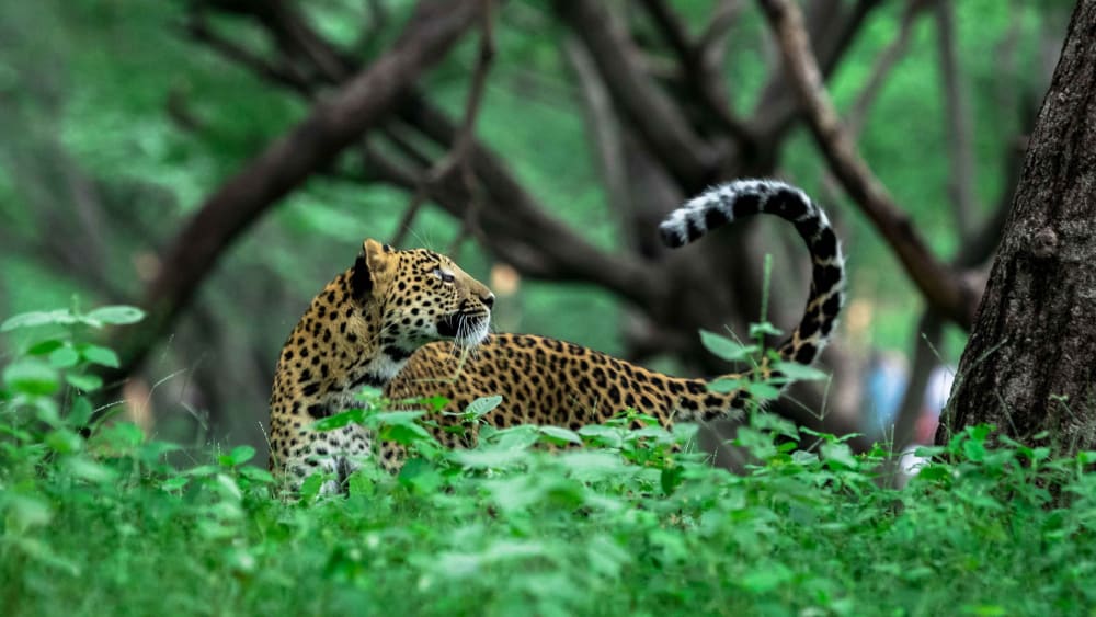 The Queen of Jhalana is Dead, Long Live the Prince