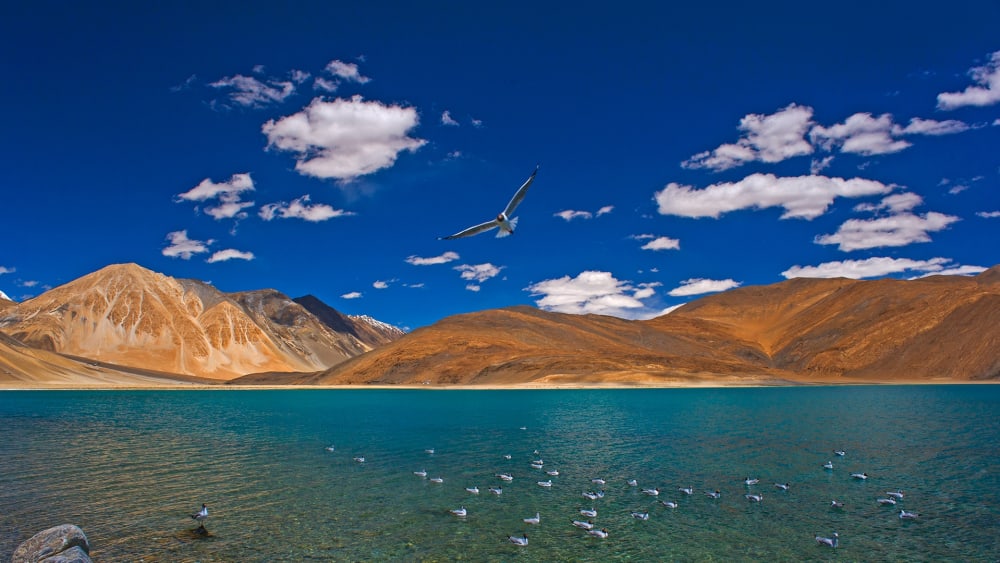The Guide: Changthang Wildlife Sanctuary