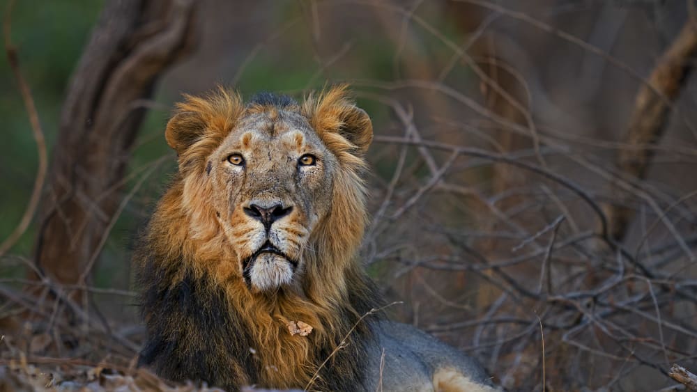 The Guide: Gir National Park