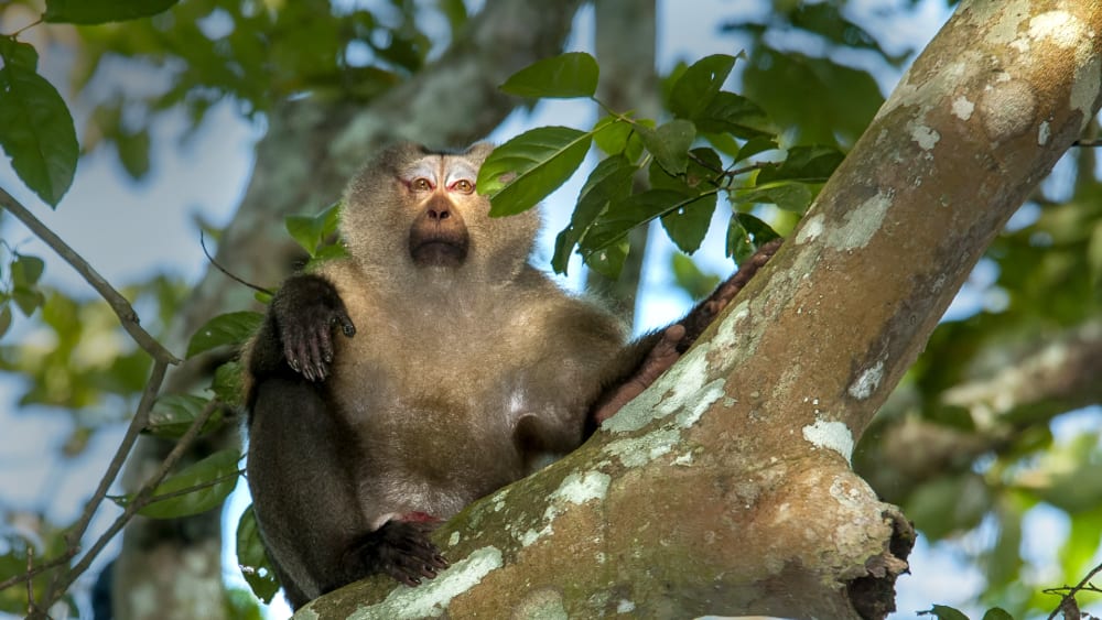 Pig-tailed Macaque: Elusive Monkey of the Deep Forest