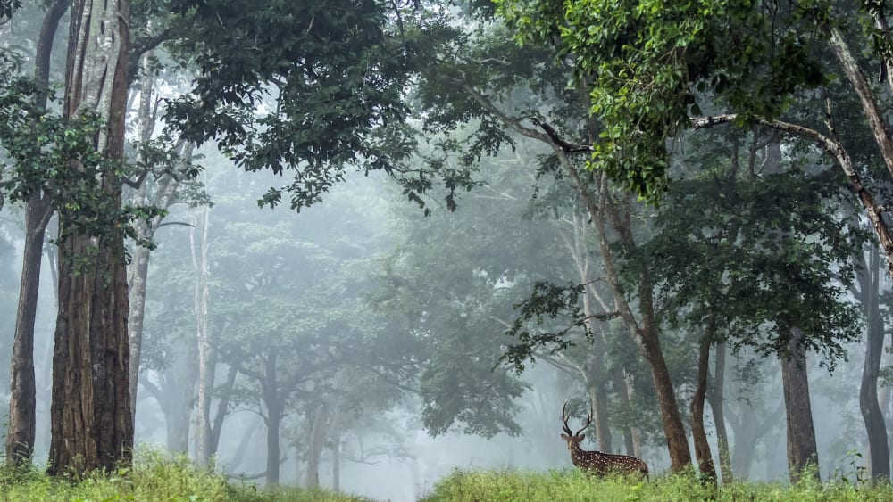 The Guide: Nagarhole National Park