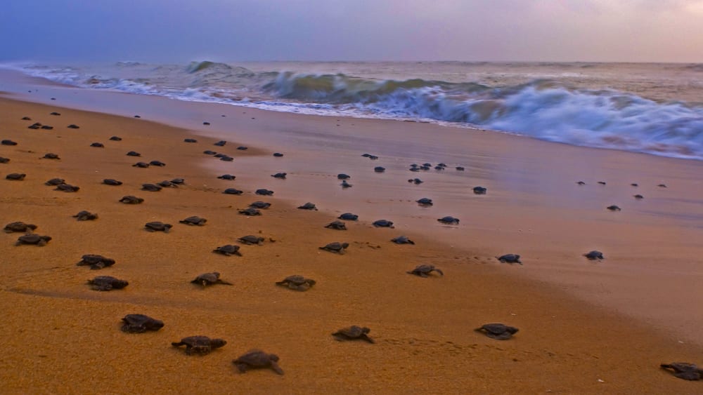 Arribada: The Mystery of the Olive Ridley Turtle Migration