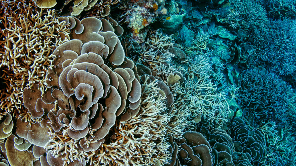 Life of Corals: The Origin Story