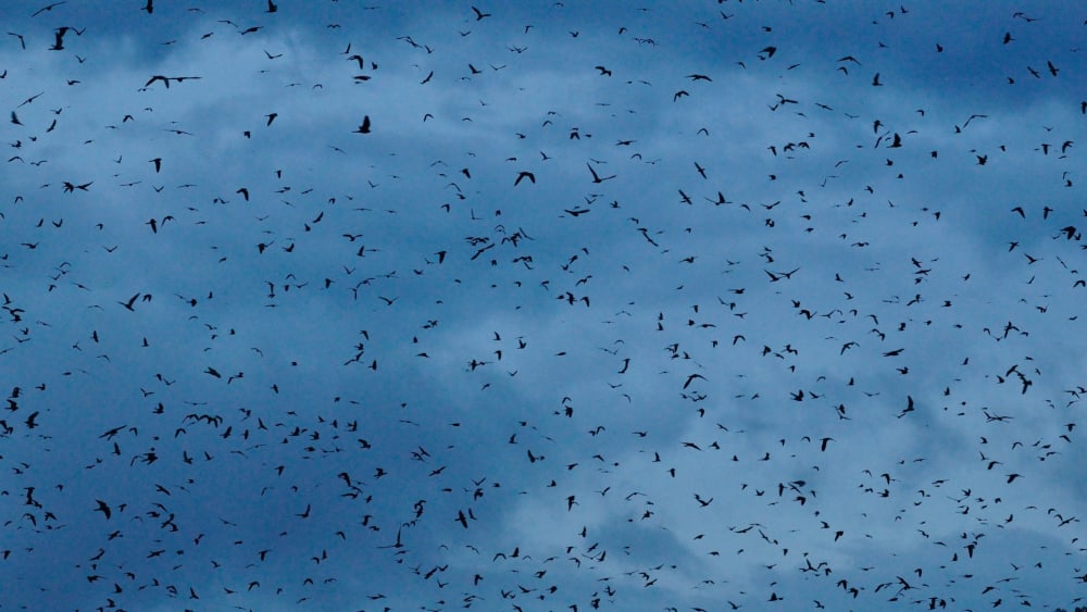 The Amur Falcon and the Mysteries of Bird Migration