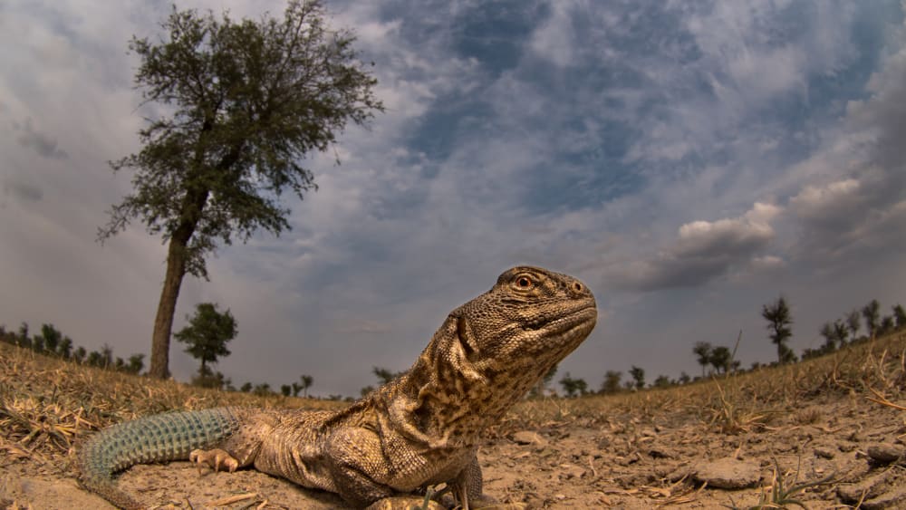 Meet Spiny, the Only Herbivorous Lizard Species in India