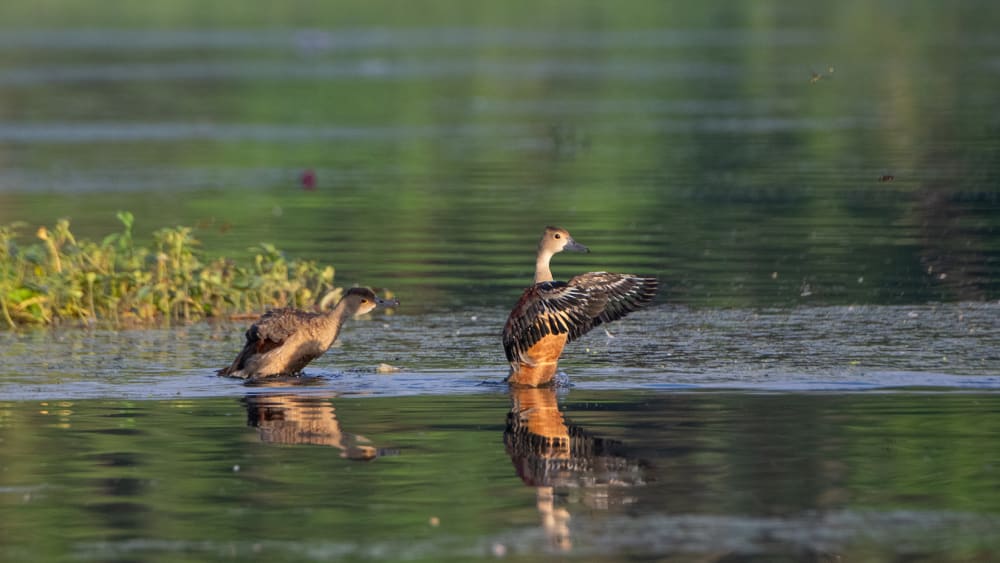 In the Heart of Suburban Mumbai, an Oasis for Birds and Birders