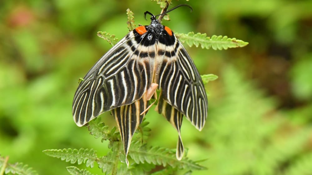 Wings of Chance: The Accidental Discovery of the Apatani Glory Moth