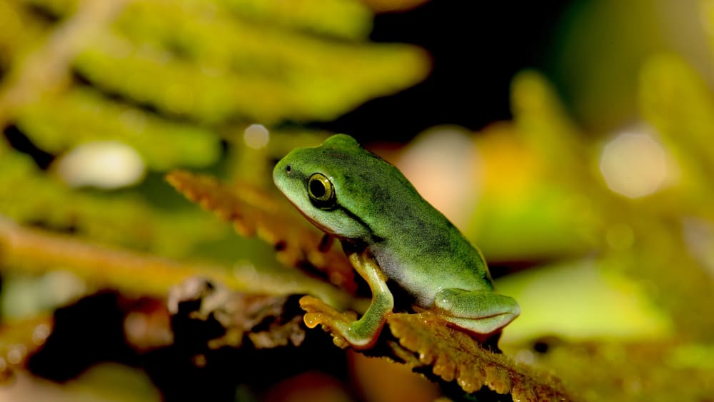 Herping Around: A Novice’s Endurance Test