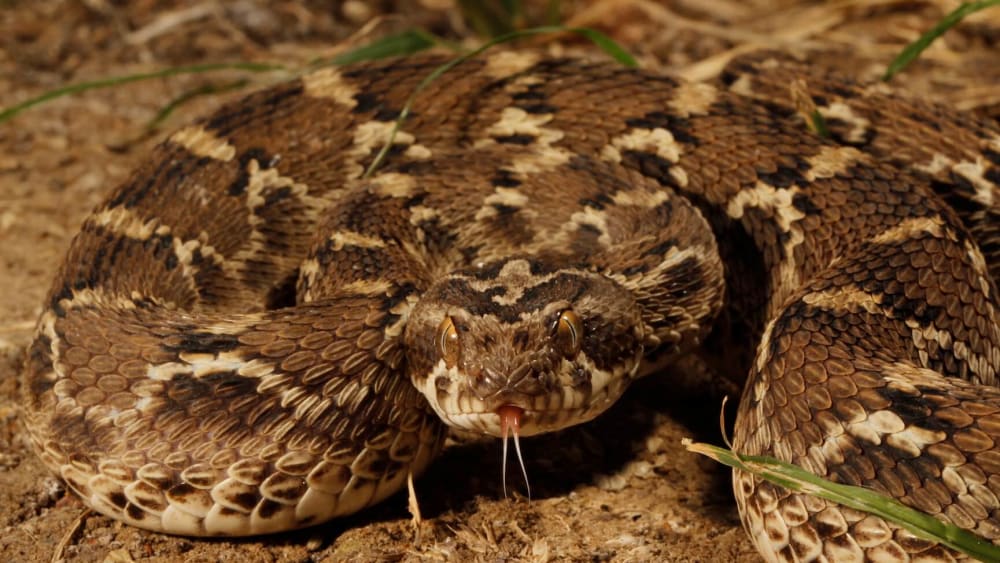 Petite but Deadly: Secrets of the Saw-scaled Viper