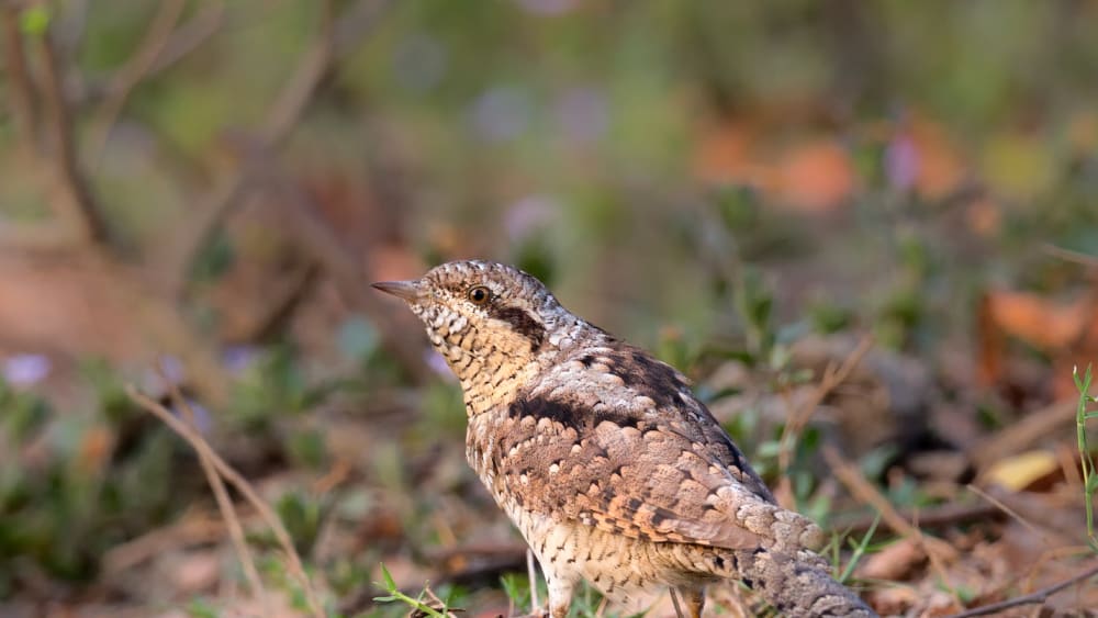 Nymphs, Love Spells, and the Eurasian Wryneck