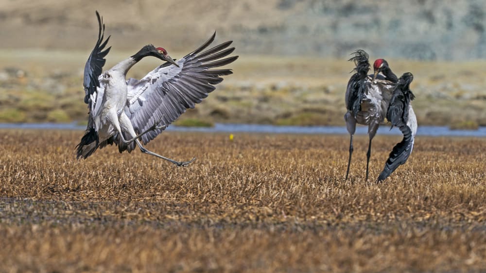 Dance of the Black-necked Cranes in Ladakh