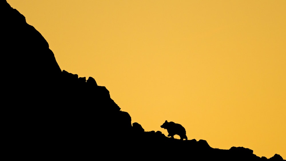 The Bear and I: A Quest to Photograph the Himalayan Brown Bear