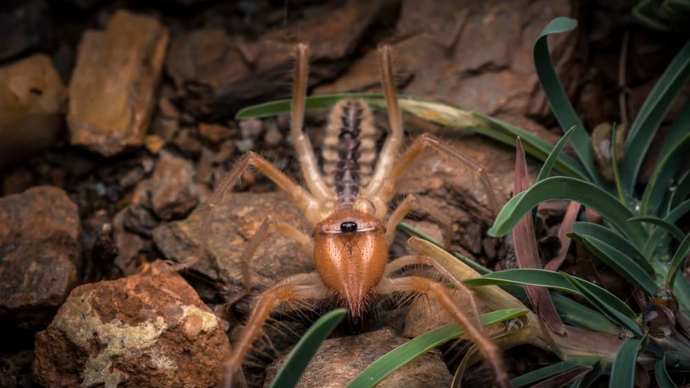 Enter the Mysterious World of Camel Spiders