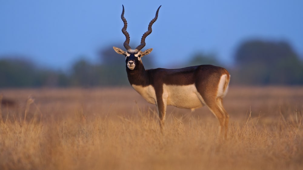 Tal Chhapar: The Golden Grasslands of Churu