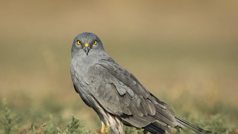Montagu’s Harriers: The Slender Hawks of Velavadar
