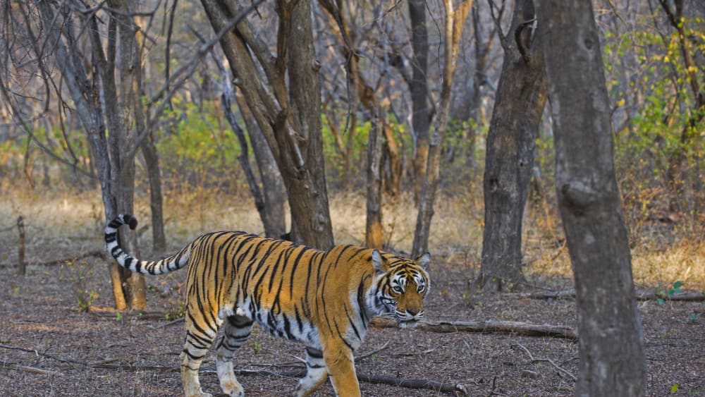 The Guide: Ranthambore Tiger Reserve