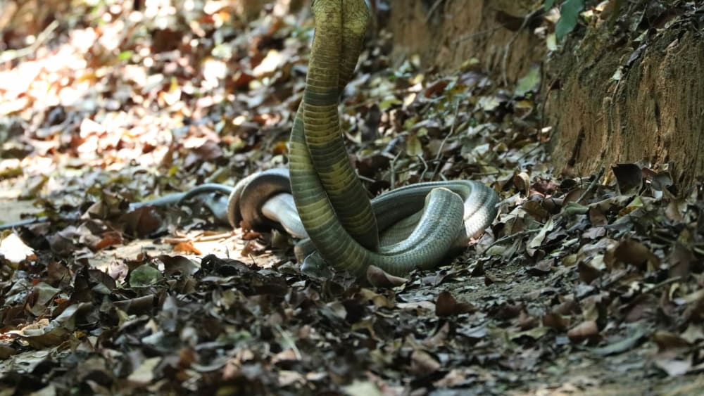 Clash of the Titans: When the King Cobra Meets a Rock Python
