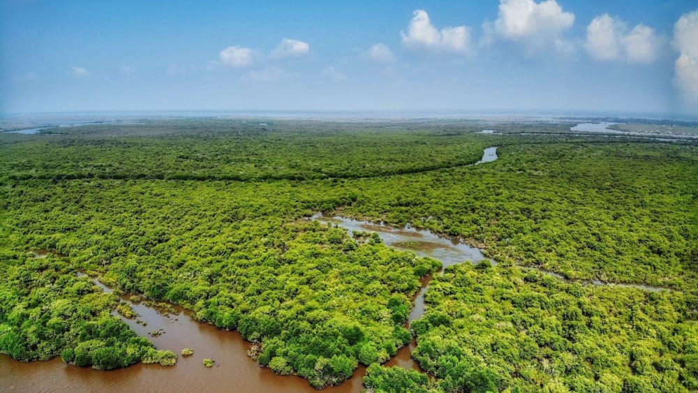 Mangroves: The Coastal Superheroes