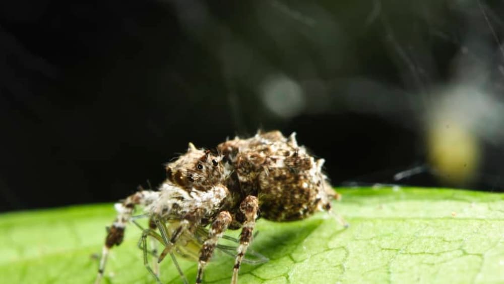 Spider Hunting Spider: Portia and the Art of Problem Solving