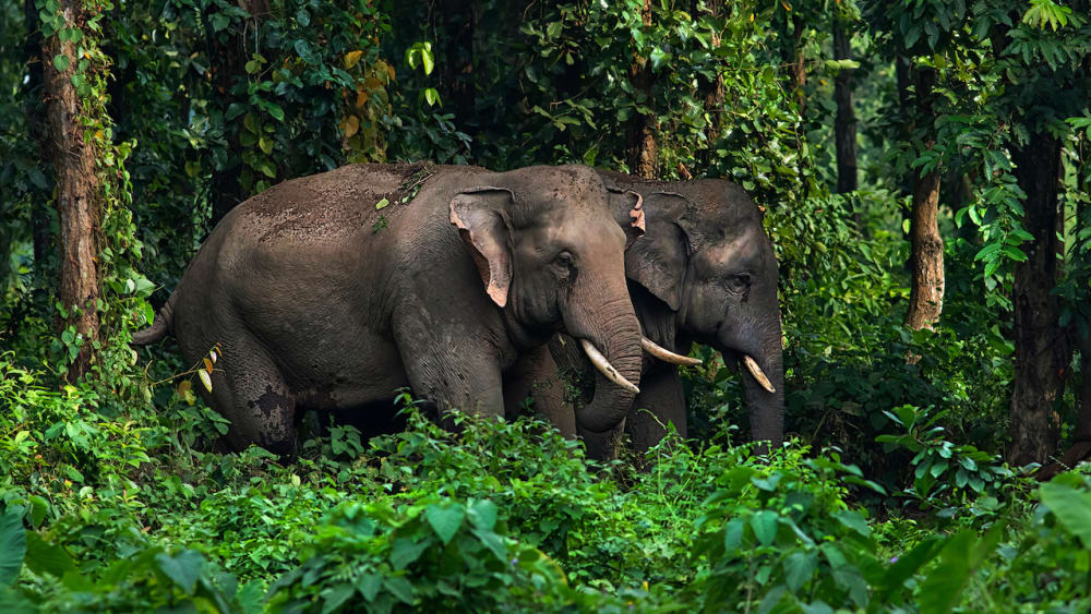 Breaking Bad: The Brotherhood of Bull Elephants