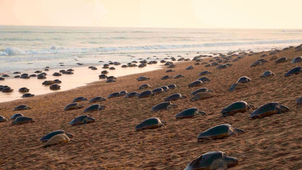 Miracle on a Beach: A Night with the Ancients