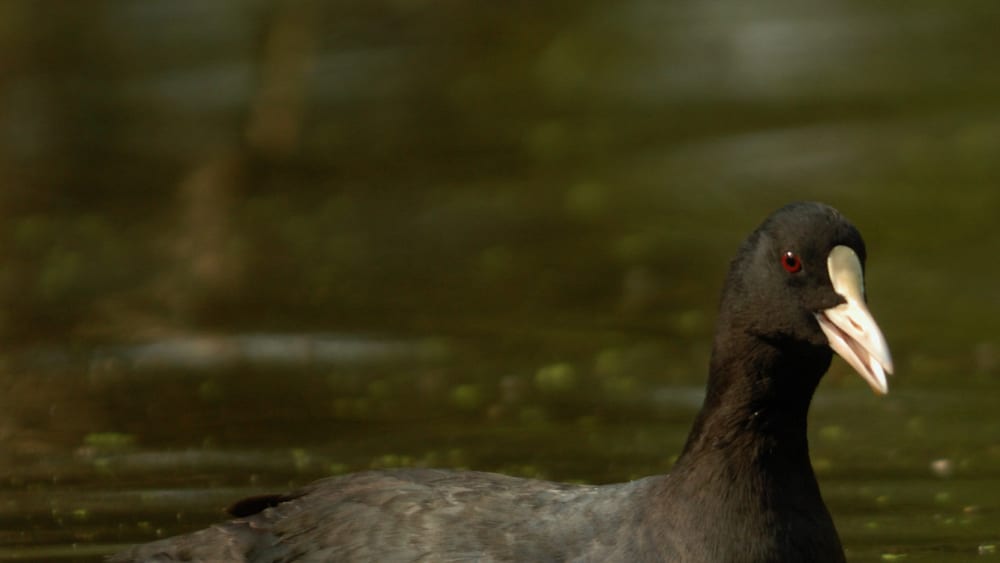 A Tux and a Dance: A Day in the Life of the Common Coot