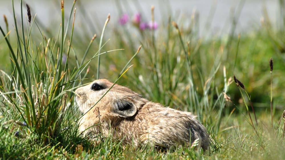 Thriving in Thin Air: Pikas of the Himalayan Talus