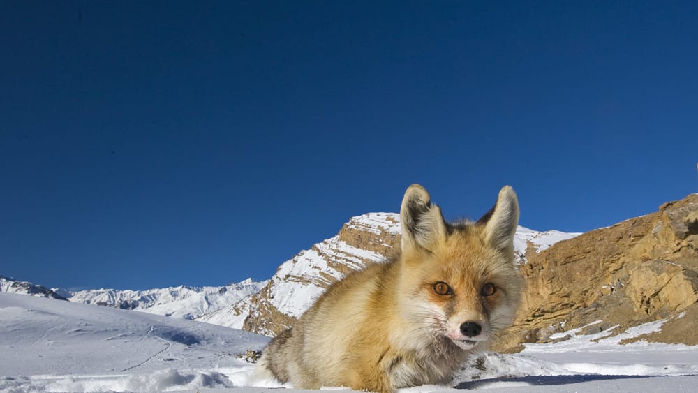 Red Fox in the Snow: Competition and Survival in the Himalayas