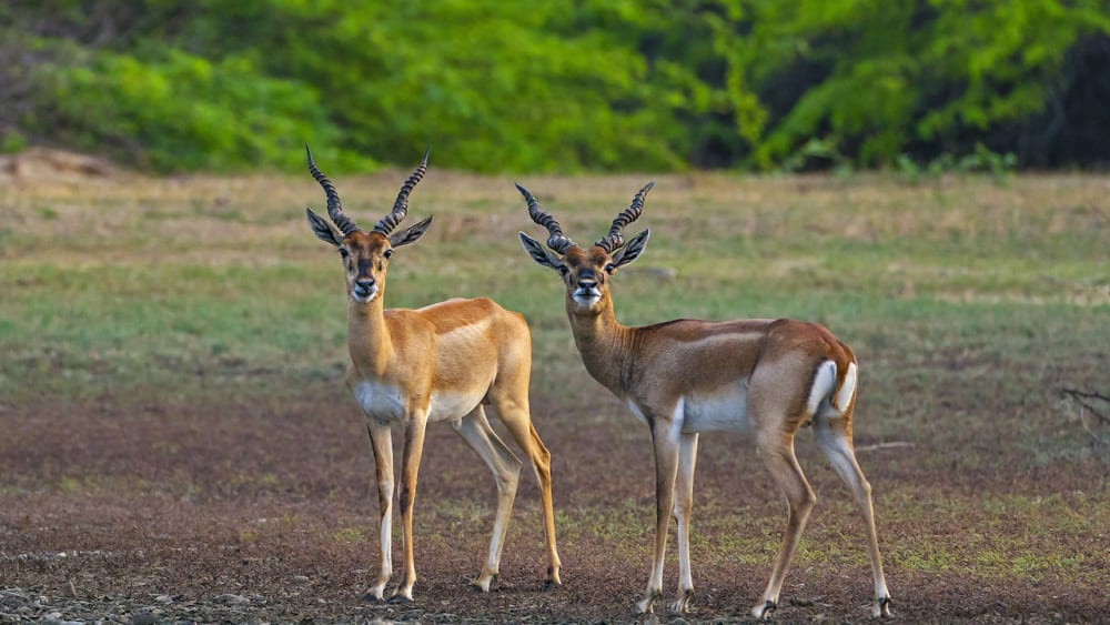 The Guide: Point Calimere Wildlife and Bird Sanctuary