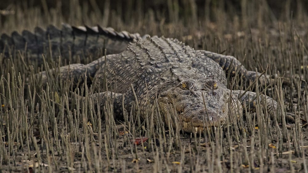 Croc Talk: Of Salt, Scales, and Swamps