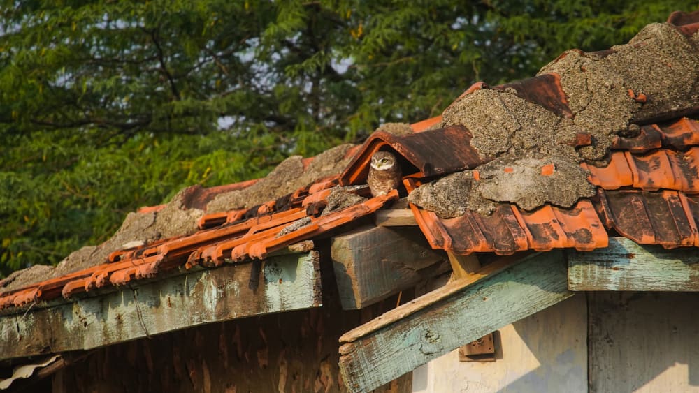 When Nature Repurposes: Lessons from Velavadar