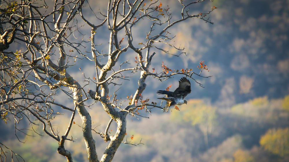 Avian Windfall at Todgarh-Raoli and Kumbhalgarh