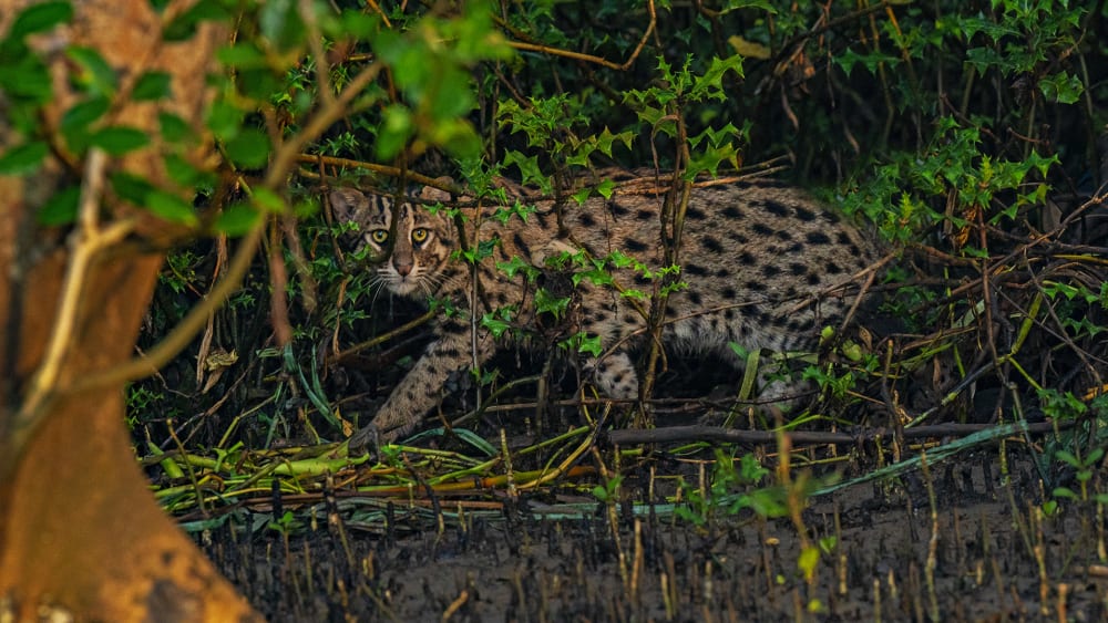 Hunter Among the Mangroves: The Fishing Cat of Coringa