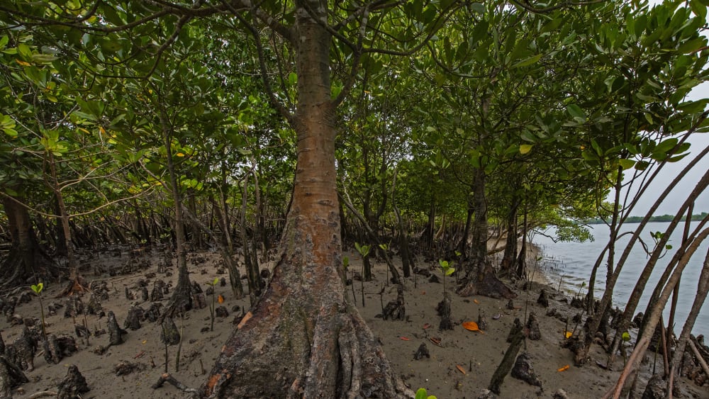 Roots of a Salt Forest: Mangroves as Coast Guards of the Sundarbans