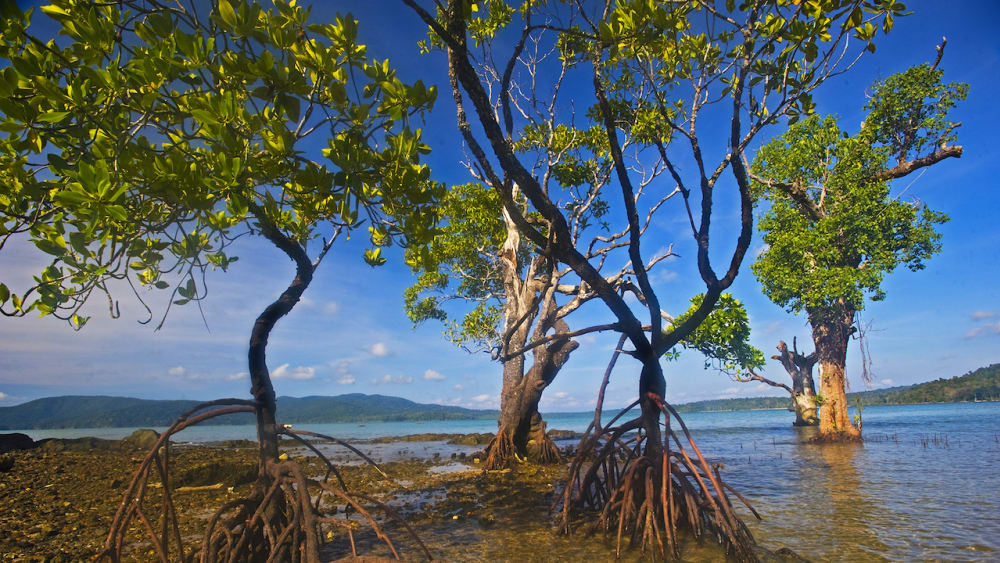 The Mangroves of Andaman Islands and Tamil Nadu