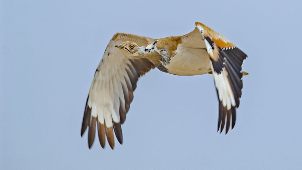 Unfair Game: The Plight of the MacQueen’s Bustard