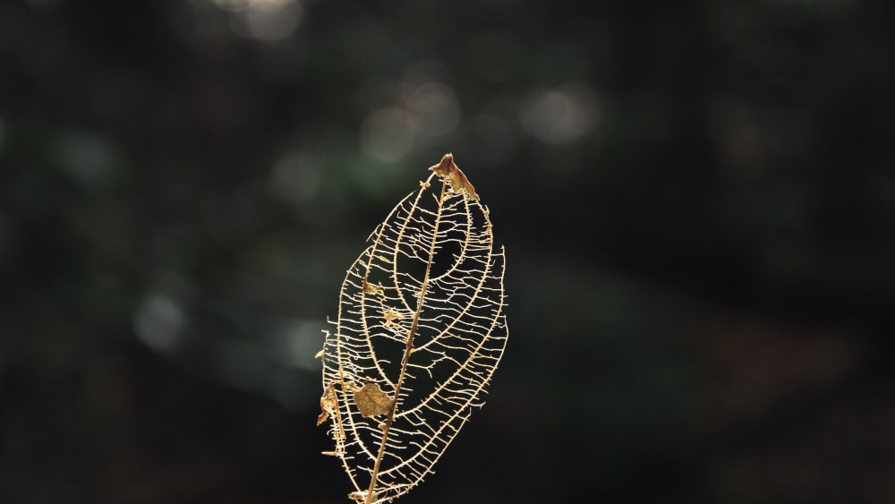 Dismantling a Misnomer: Do Fallen Leaves Litter?