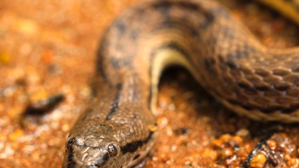 Dog-faced Water Snake: Sludge and Salt in the Intertidal Zone
