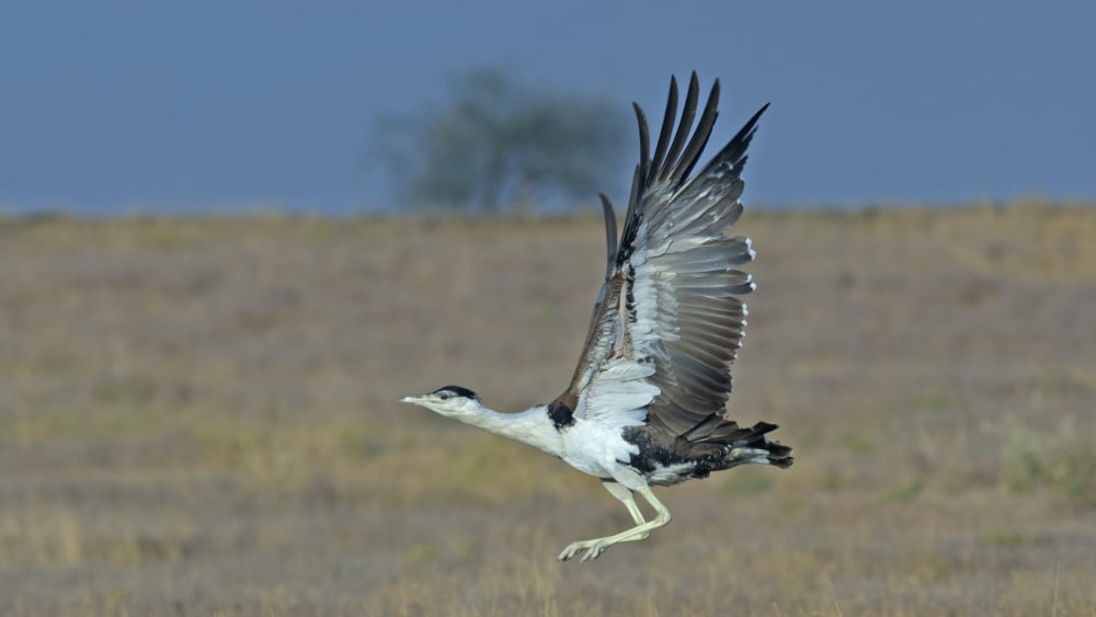 On the Edge: Saga of the Great Indian Bustard