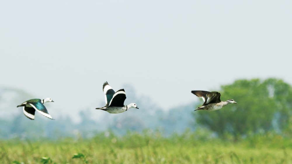 When Common Birds are No Longer Common