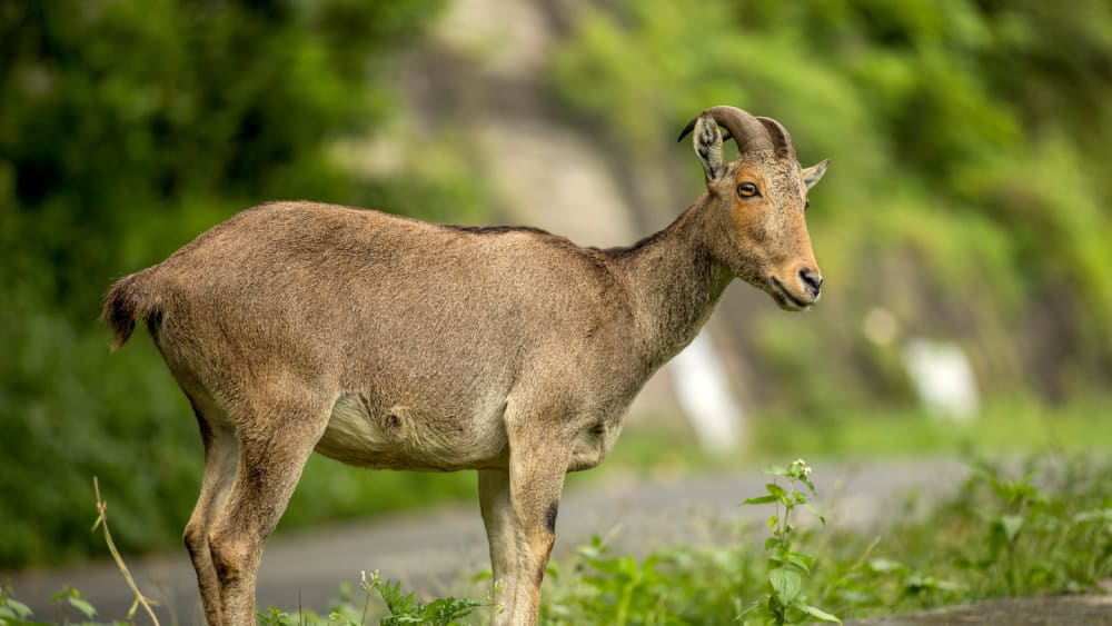 Nilgiri Tahr: The Little-known Mountain Monarch of the Anaimalai Hills