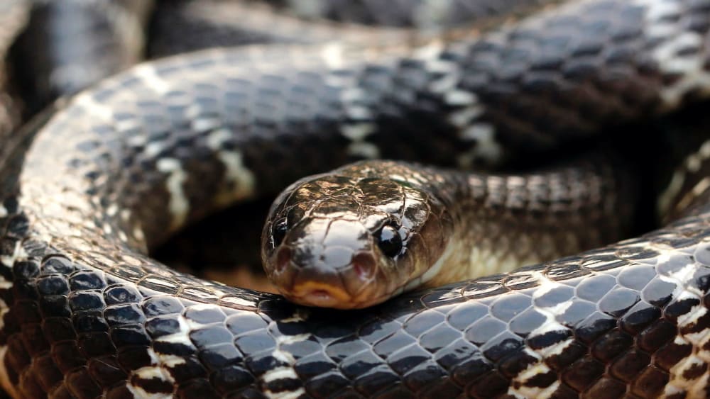 The Dark Knight: Enigma of the Common Krait