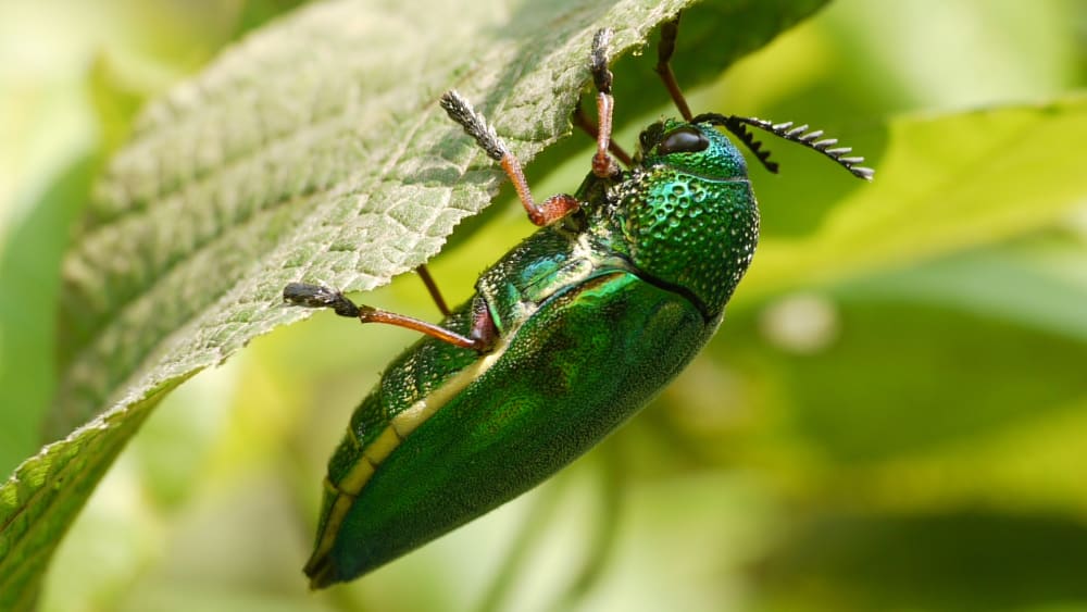Cryptic Splendour in Jewel Beetle Finery