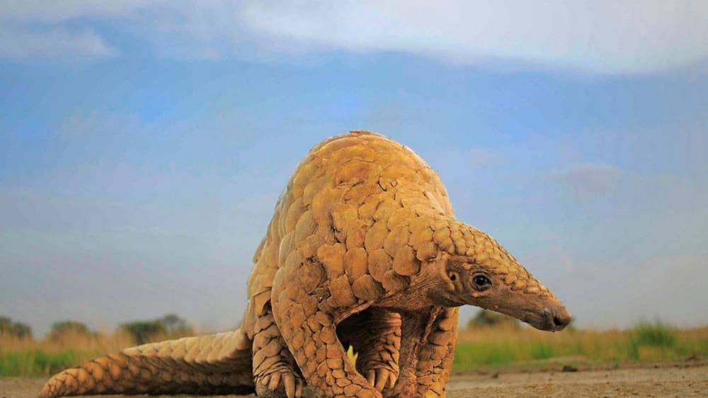 Pangolins in Peril: The Illicit Wildlife Trade has Pushed this Mammal to the Brink of Extinction