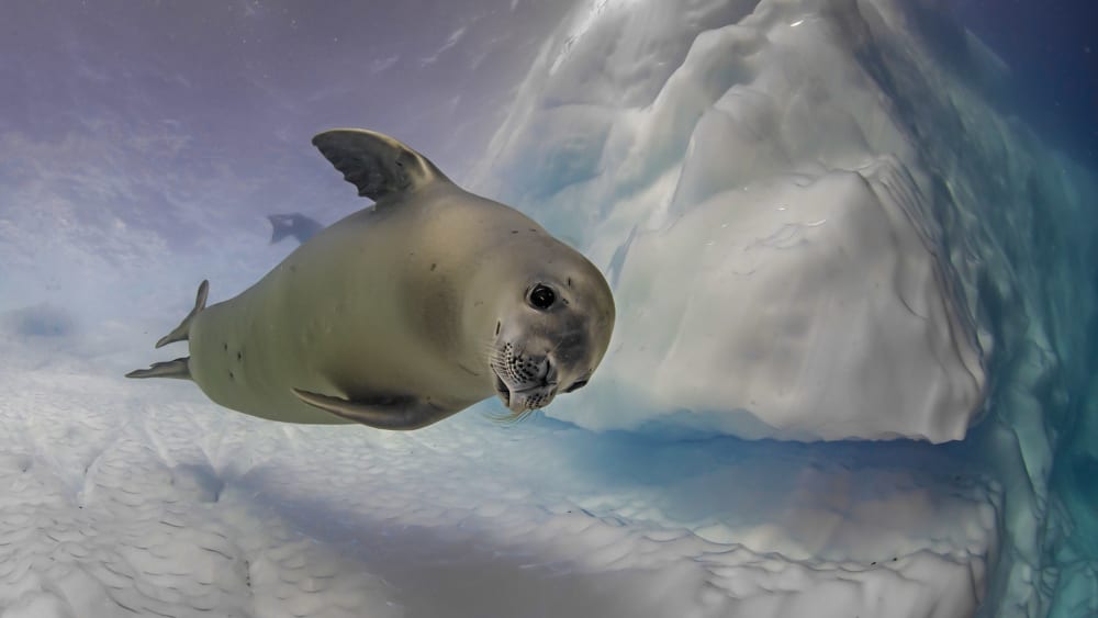 The Crabeater Seal’s Guide to Surviving Antarctica