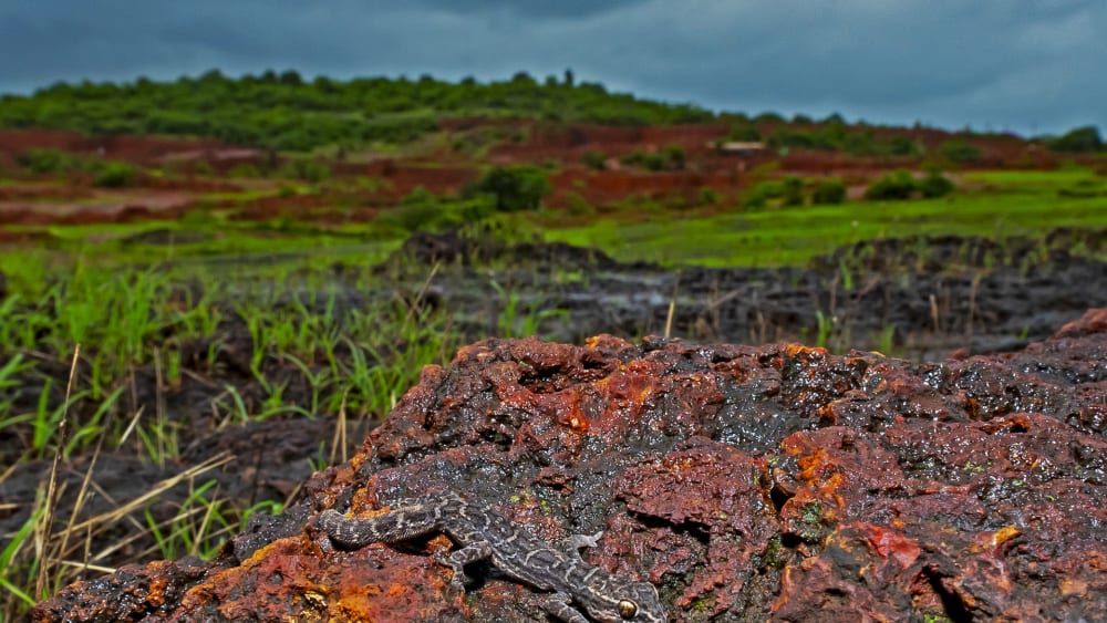 In the Laterite Plateaus of Maharashtra, Rock Bottom is a Wonderful Place