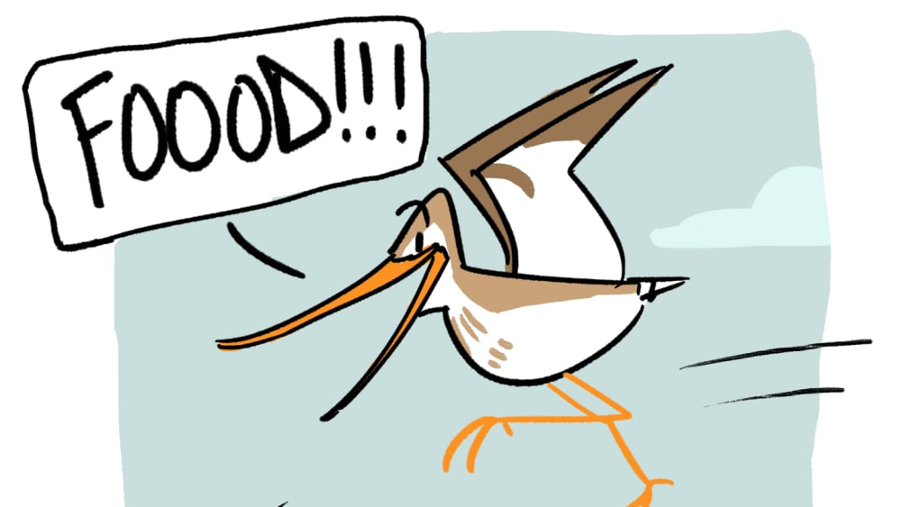 Five Stars for All! Terek Sandpiper Reviews Food