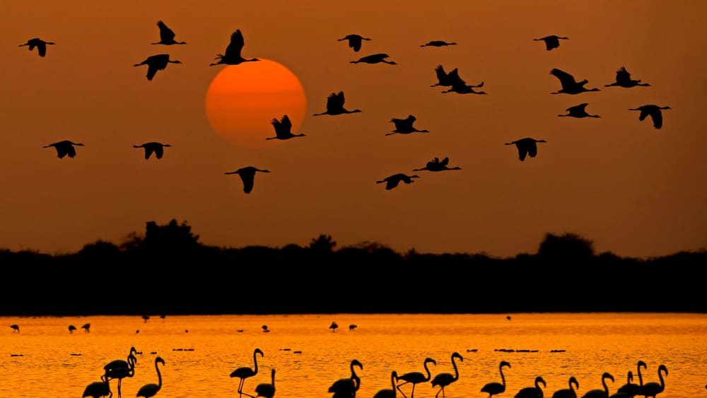 The Daily Dichotomies of Gujarat’s Little Rann of Kutch