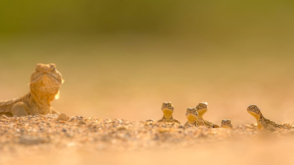 Dune Watching in the Thar: Skinks, Scorpions, and Other Small Wonders of the Desert Ecosystem