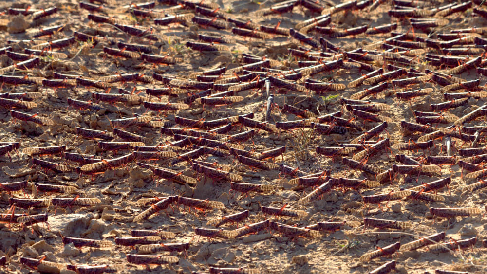 Locust Swarms: Pests or Actors in the Ecosystem?